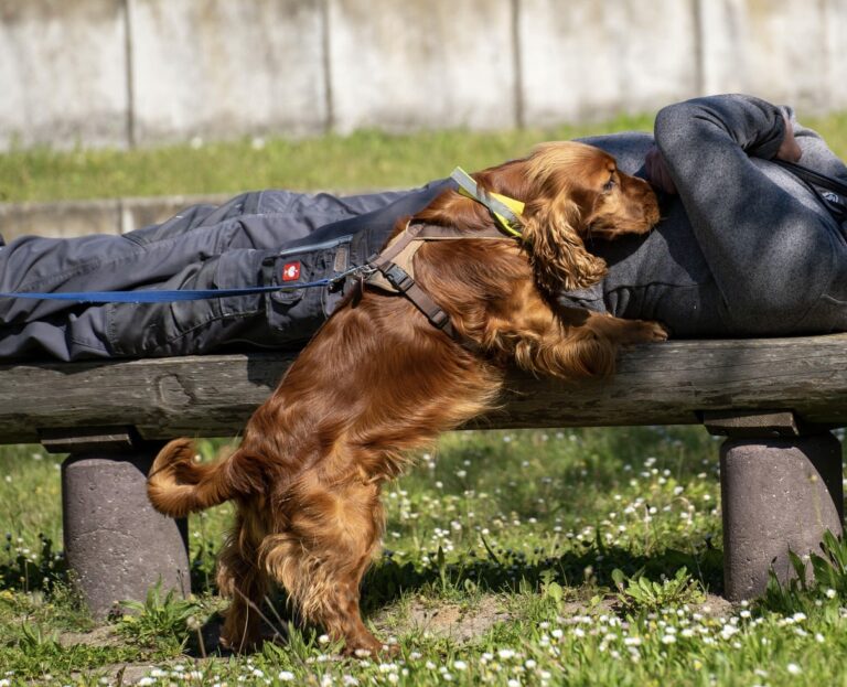 Suchhund findet bei der Personensuche eine auf einer Bank liegende Person