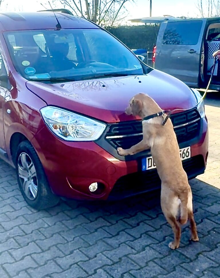 Spürhund zeigt bei der Fahrzeugsuche Geruch an der Tür eines roten Autos an