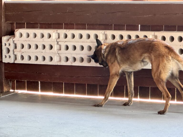 Malinois bei der Geruchsdifferenzierung an der Riechwand