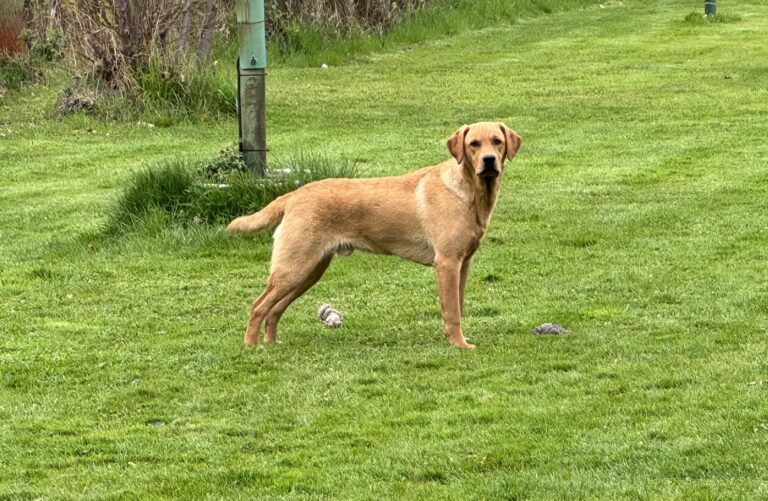 Labrador-Rüde Red steht auf einer Wiese