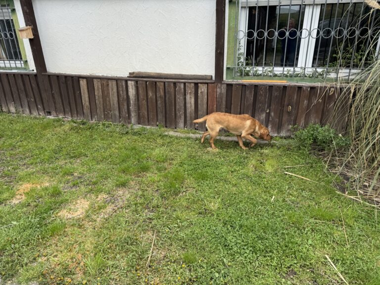 Labrador sucht auf dem Rasen entlang einer Hauswand nach Geruchsspuren