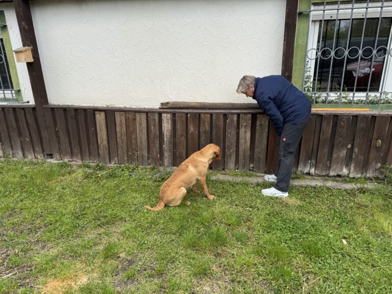 Labrador zeigt bei der Suche an einer Hauswand an, der Hundeführer steht daneben